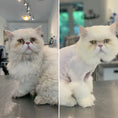 Load image into Gallery viewer, Groomer's Goop De Greaser 1oz packet