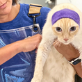 Load image into Gallery viewer, Happy Hoodie Extra Small (fits most cats! Unless their head is enormous!)