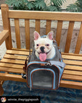 Load image into Gallery viewer, Mr. Peanut's Gold Series Big Apple XL Size Airline Compliant Double Expandable Pet Carrier