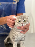 Load image into Gallery viewer, Pineapple Cat Wipes