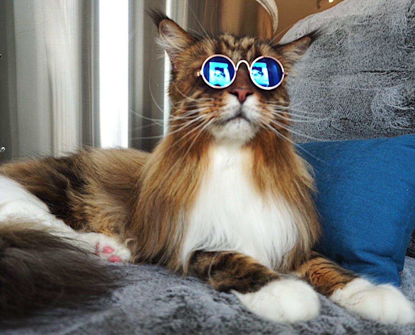 Krazy Kitty Sunglasses *Preorder*