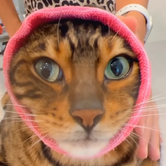 Happy Hoodie® Small (fits cats with very large heads!)