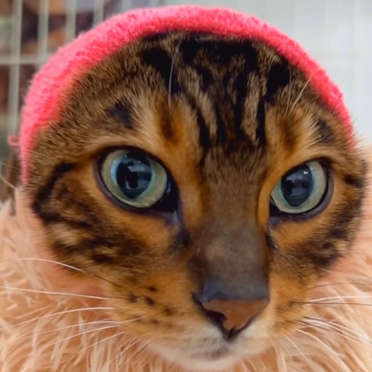 Happy Hoodie® Small (fits cats with very large heads!)