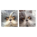 Load image into Gallery viewer, Eye Envy Tear Stain Removing Powder (0.5) With Applicator Brush