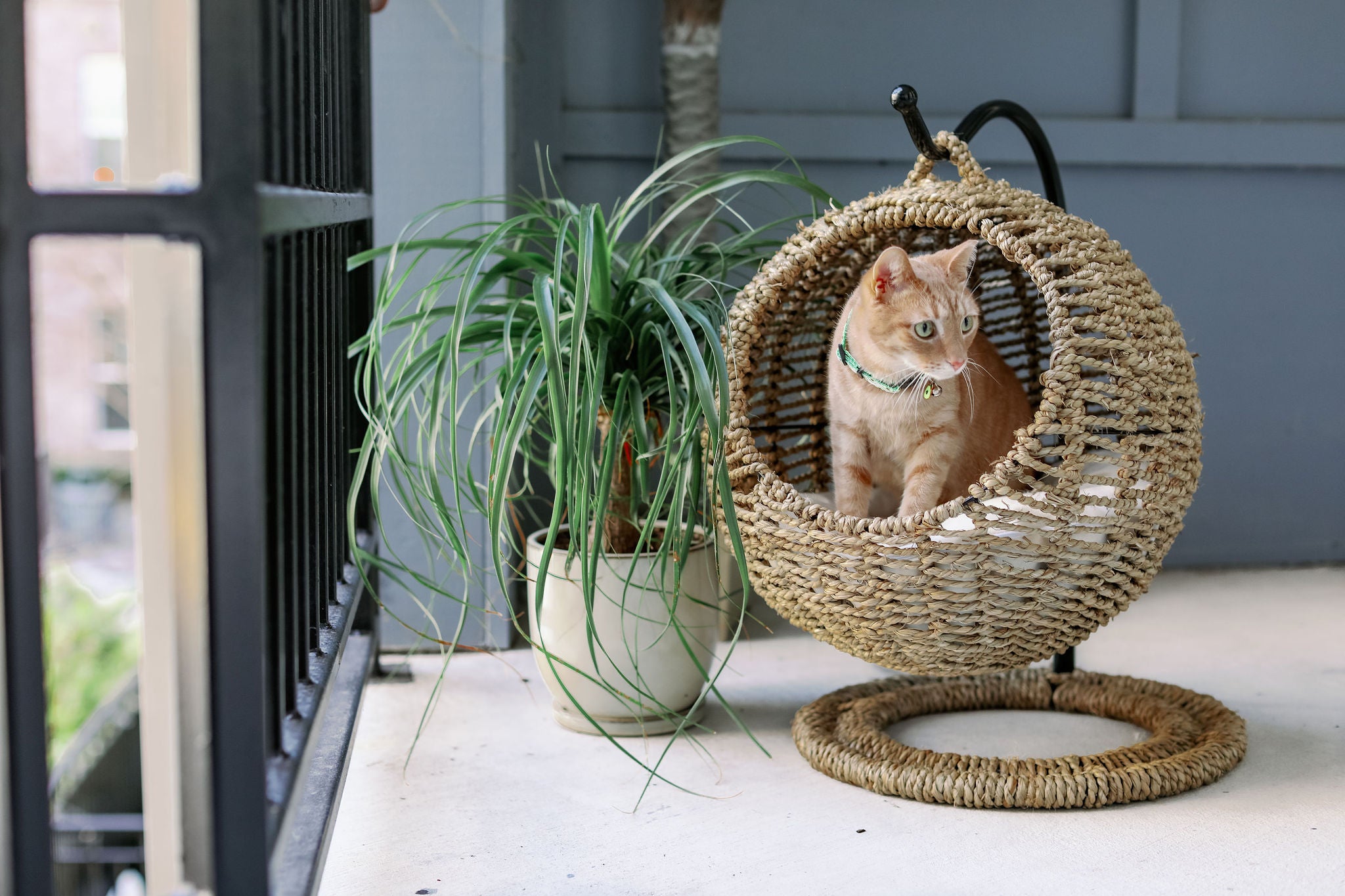 Cat Furniture