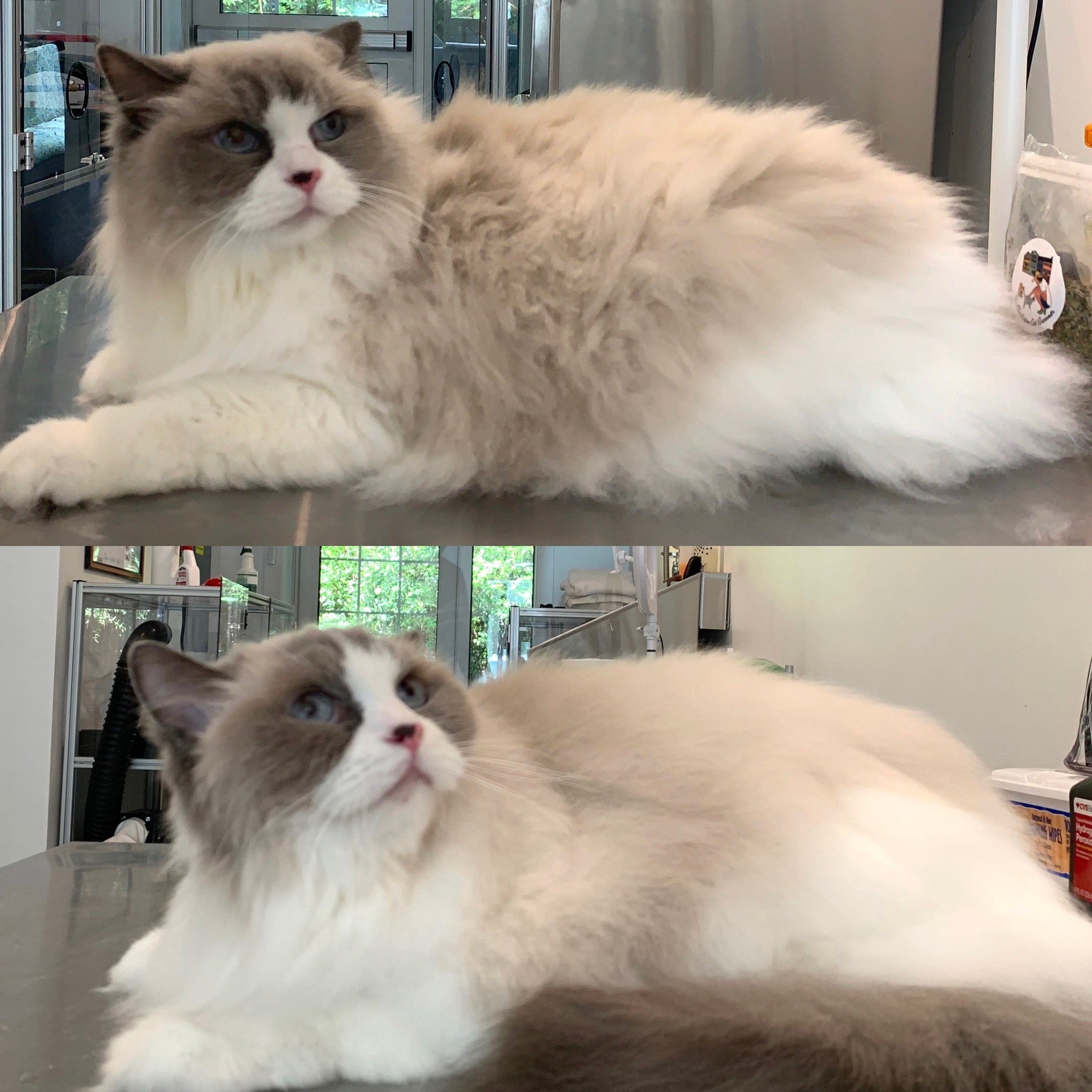 PRE-ORDER - Clean Pussy Cat - Ragdoll Shampoo Bar