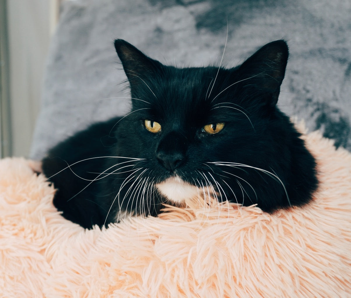 Calming Cat Bed