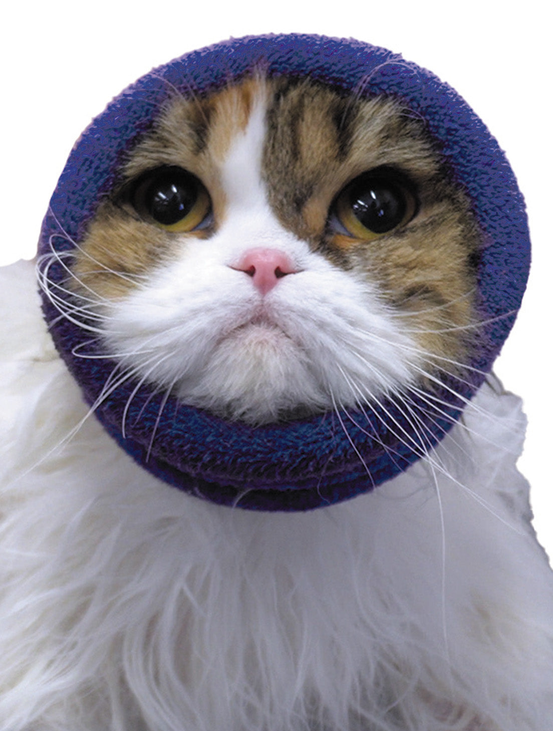 Cat Wearing Hoodie