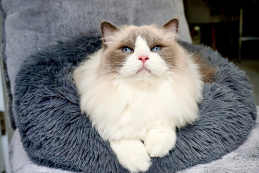 Cat in Plush Calming Cat Bed