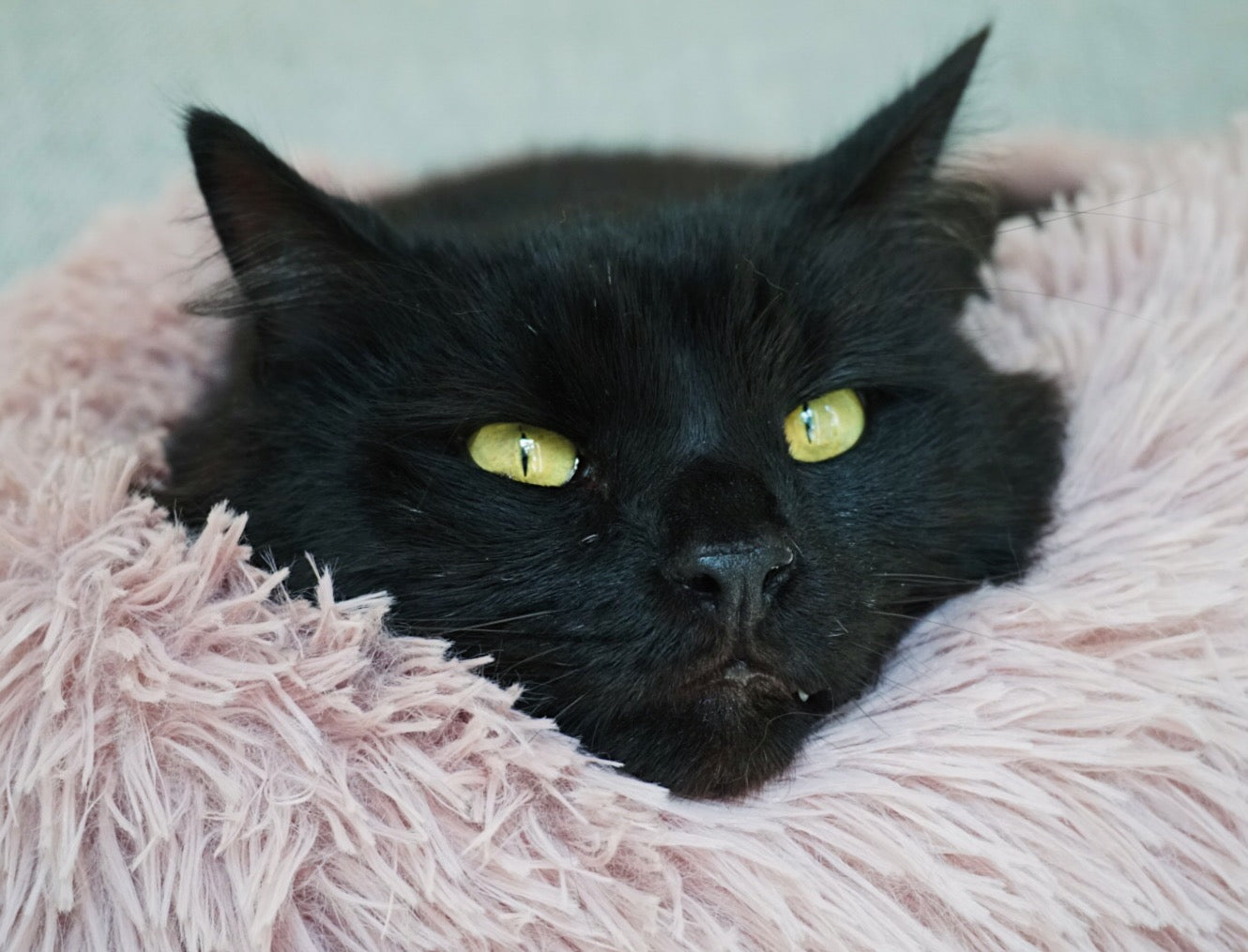 Calming Cat Bed