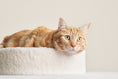 Load image into Gallery viewer, Kip Cat Cushion
