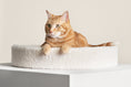 Load image into Gallery viewer, Kip Cat Cushion
