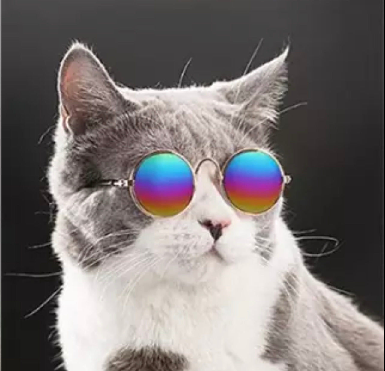 Krazy Kitty Sunglasses